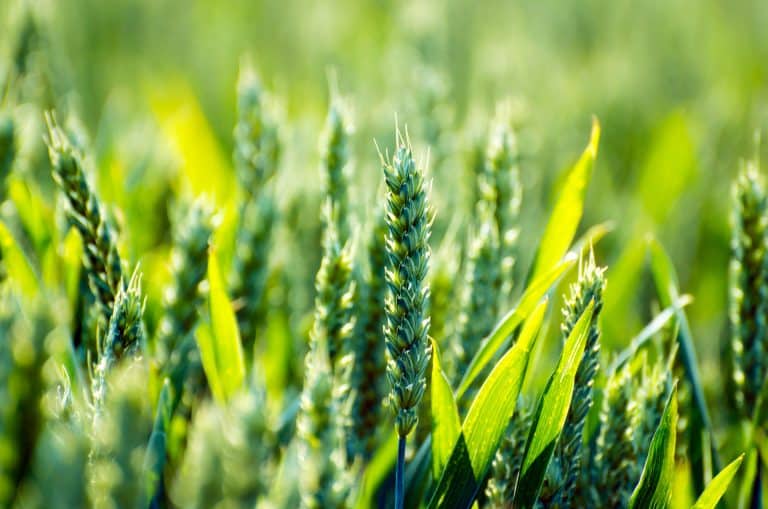 L’agriculture la meilleure étape pour une transition énergétique
