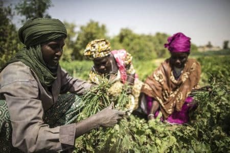 Baisse de la qualite de l’alimentation due aux menaces sur la biodiversite
