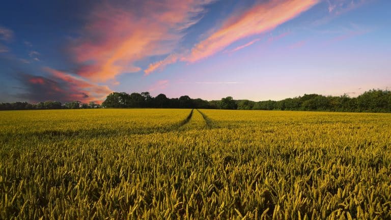 Agriculture : le sol britannique bientôt stérile ?