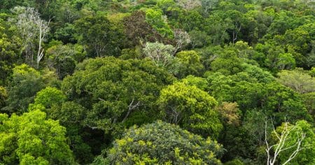 Brésil : 73 millions d’arbres reboiseront bientôt l’Amazonie