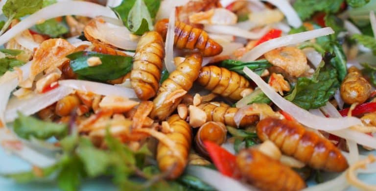 Allons-nous consommer des insectes et des micro-algues d’ici quelques années ?