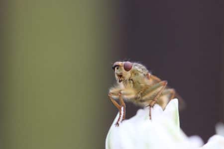 insectes