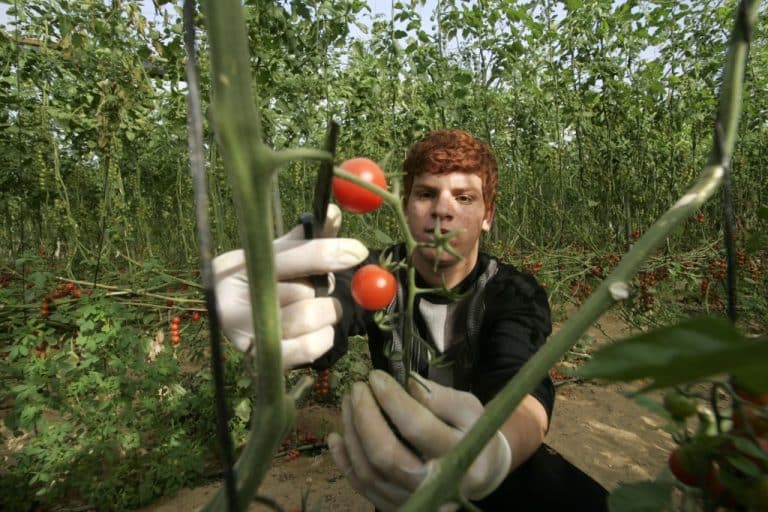 Ils créent une variété de tomates consommant 90% moins d&rsquo;eau à produire