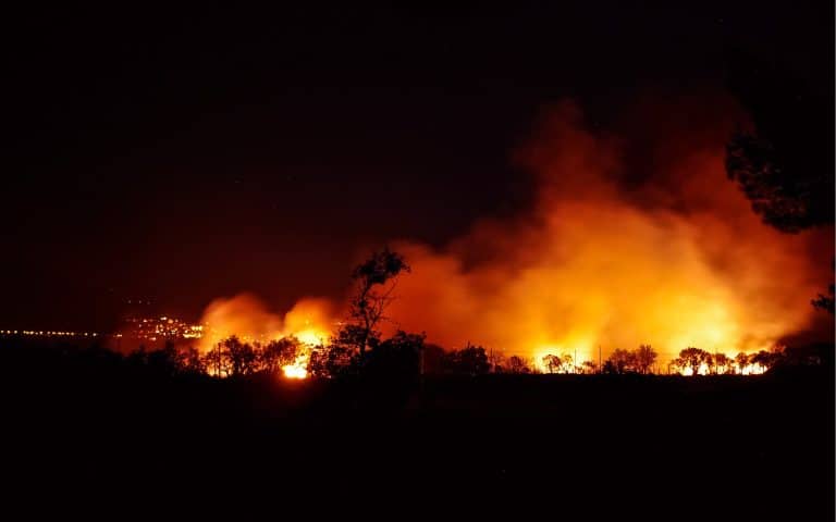 L&rsquo;ONG Global Forest Watch dresse le bilan de la régression des forêts