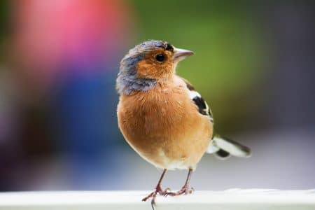 oiseaux