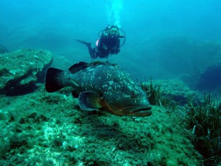80 % des especes sous-marines seraient en voie de disparition