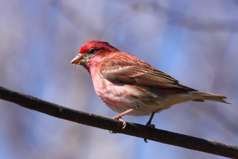 Les changements de l&rsquo;environnement engendrent des mutations génétiques chez les animaux