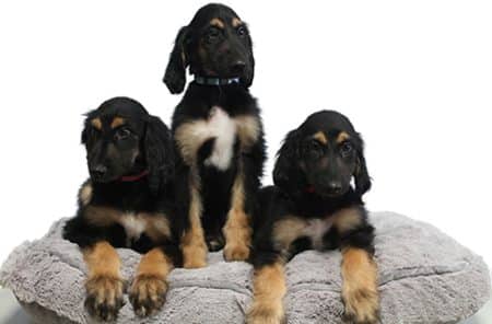 Trois chiens ont été reclonés à partir d’un clone appelé Snuppy Trois chiens reclones