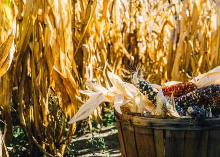 agriculture