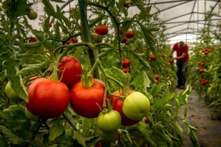 L&rsquo;agriculture bio peut-elle nourrir toute la population mondiale ?