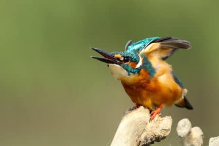 oiseaux