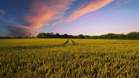 Glyphosate : une alternative écologique refusée alternative