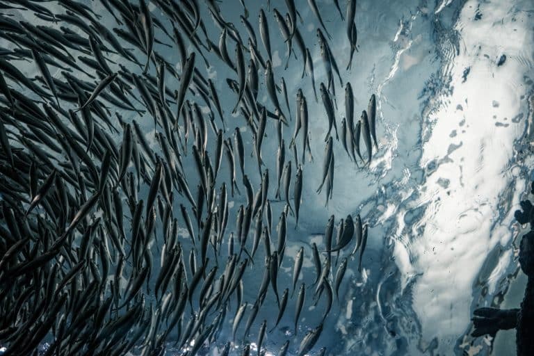 Les conséquences de la pêche électrique pour l&rsquo;environnement