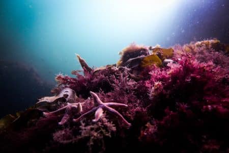 Des micro-perles capables de nettoyer les produits chimiques présents dans les océans ? perles