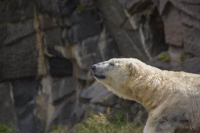 Le réchauffement climatique bloque des ours polaires sur une île de l’Arctique