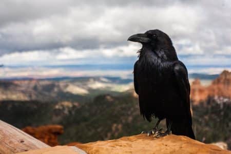 Des corbeaux entraînés à nettoyer les villes des mégots corbeaux