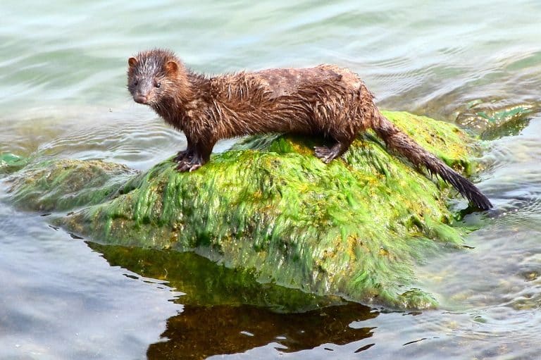 Protection des animaux : un animal sur trois serait en voie d&rsquo;extinction en France