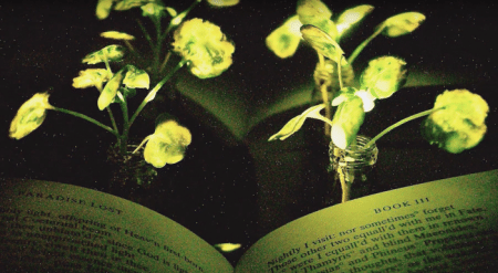 Des chercheurs sont parvenus à rendre les plantes luminescentes plantes