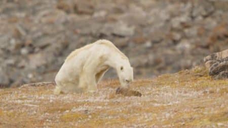 L’agonie d’un ours amaigri devient le triste symbole du réchauffement climatique