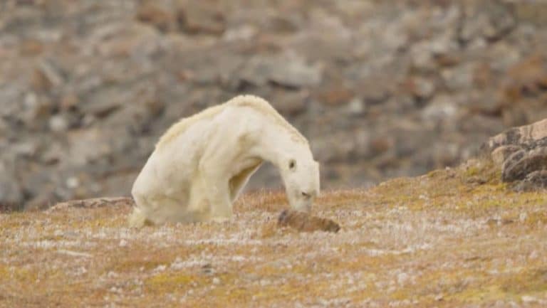 L&rsquo;agonie d&rsquo;un ours amaigri devient le triste symbole du réchauffement climatique
