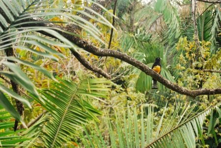 Quelques bons points pour la planète et la biodiversité en 2017 planète