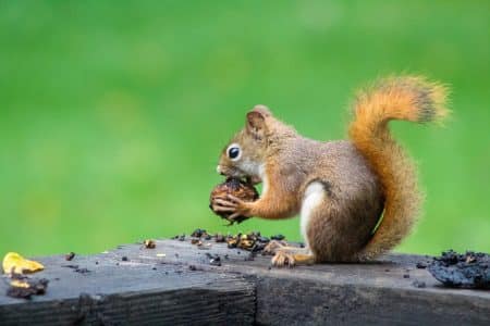 Noël : une sélection qui fera plaisir aux amoureux des jardins
