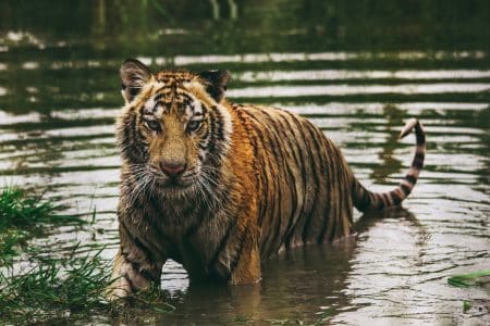 sumatra