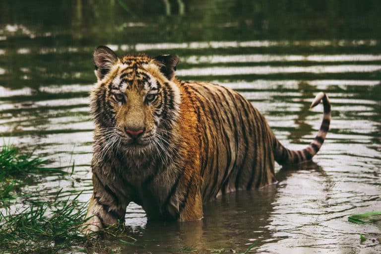 Extinction : le tigre de Sumatra en grand danger