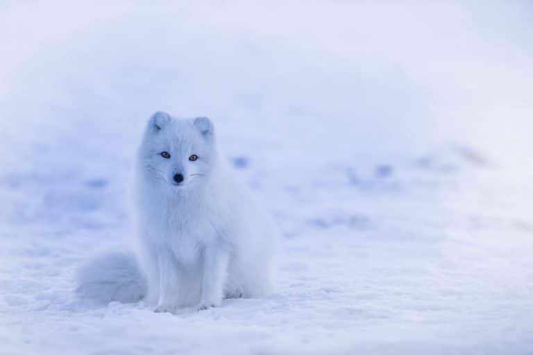 Les renards polaires menacés par le réchauffement climatique et les renards roux