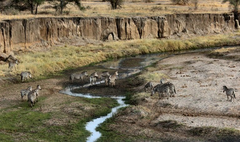 La biodiversité de la Tanzanie est grandement menacée
