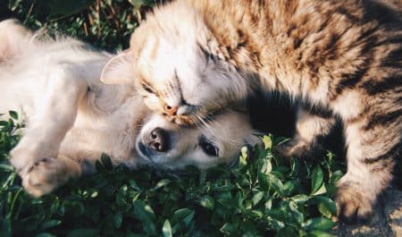 chiens