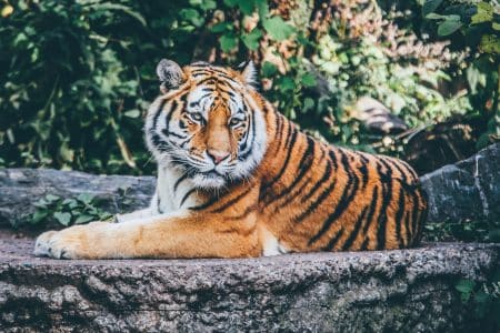 Protéger les tigres d’Asie permet d’agir en faveur de la biodiversité et de l’écosystème tigres