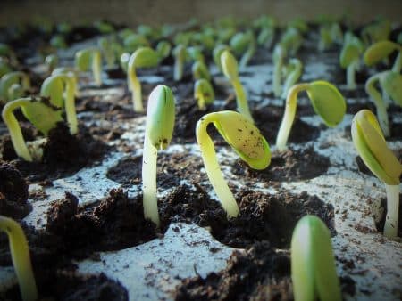 La production de soja est un désastre écologique au Brésil soja