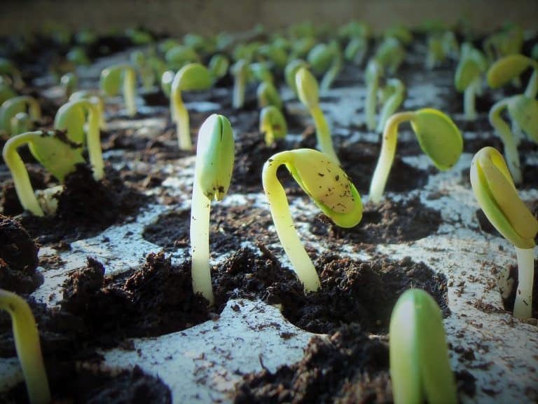 La production de soja est un désastre écologique au Brésil