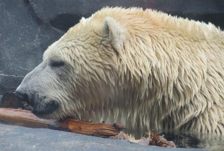 L&rsquo;ours polaire de Baffin ne serait peut-être pas mort à cause du climat