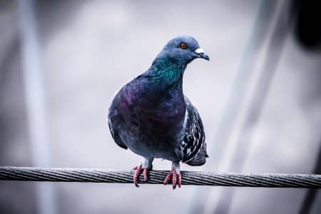 pigeons