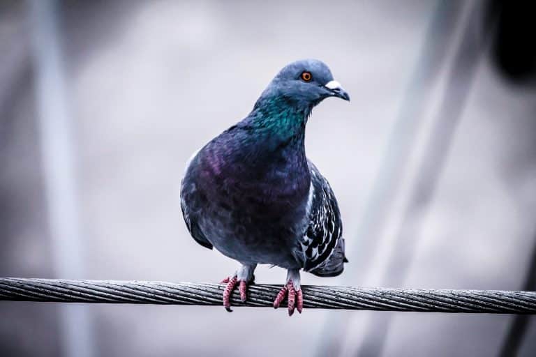 Les pigeons possèdent la notion de l’espace et du temps