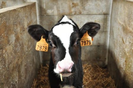 Des taxes sur la viande pourraient être appliquées d’ici quelques années taxes
