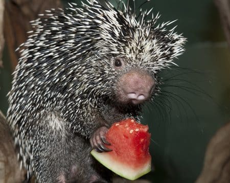 Un bébé coendou est pour la première fois né en France coendou