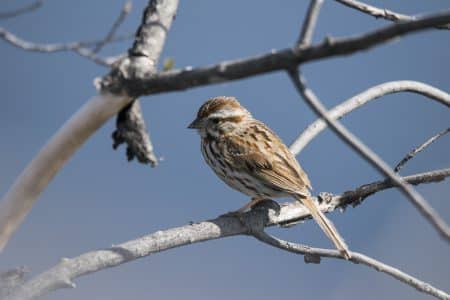 Les oiseaux semblent plus stressés et modifient leur chant à cause de la pollution sonore oiseaux