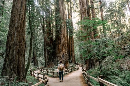Le réchauffement climatique menace le parc des séquoias géants des États-Unis séquoias