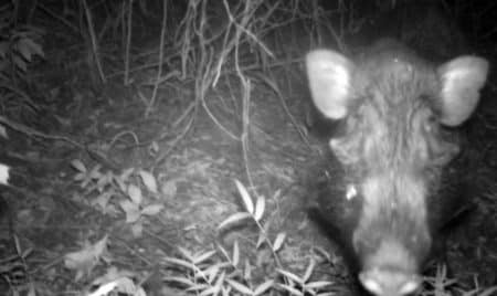 Biodiversité : voici le « cochon le plus laid du monde »