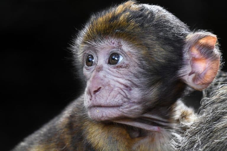 Premier clonage de singes en Chine avec la même méthode que la brebis Dolly