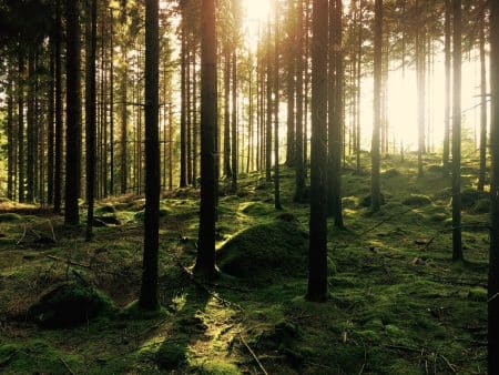 Royaume-Uni : 50 millions d’arbres seront prochainement plantés royaume-uni
