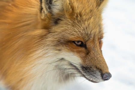 Renards : des centaines de milliers de « nuisibles » tués à tort chaque année renard