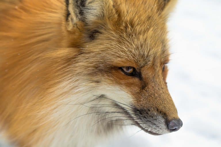 Renards : des centaines de milliers de « nuisibles » tués à tort chaque année