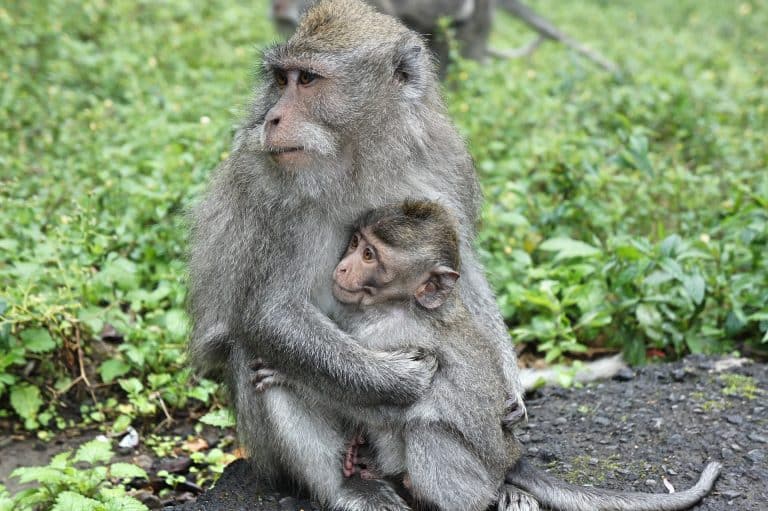 Le constructeur Volkswagen accusé d’utiliser des macaques pour des tests de pollution