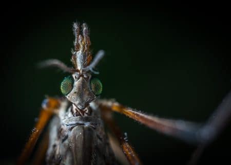 Les moustiques peuvent être entraînés à ne plus piquer moustiques
