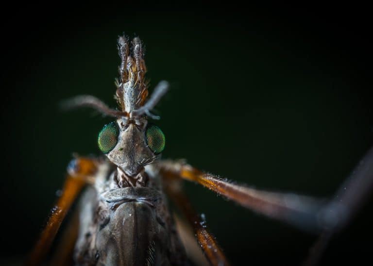 Les moustiques peuvent être entraînés à ne plus piquer