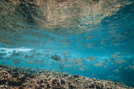 L’Australie appelle à l’aide pour sauver la Grande Barrière de corail barrière